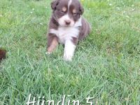 Australian shepherd Welpen