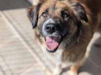 Senta sucht ein liebevolles Zuhause