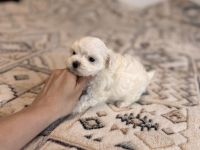 Malteser Welpen