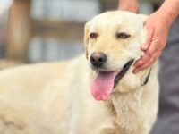 Unsichere Labrador Hündin Eyota sucht Schutzzone