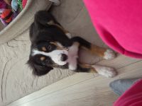 Aussie Welpen 15 Wochen
