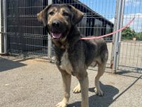 Stattlicher Rüde Fido mit sanftem Wesen