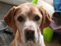 Beau, liebenswerter Begleiter mit großem Herzen sucht ein neues Zuhause, 9J, 63cm