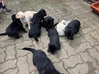 Labrador-Mischlingswelpen in liebevolle Hände abzugeben
