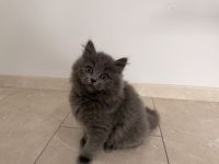 Sofort Mitnahme bereit 2 mega süße reinrassige BLH Kitten in Blue suchen ein liebevollen Zuhause