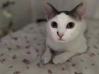 Lieber Kater Pamuk (EKH, geimpft) sucht neues Zuhause