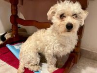 Traumhund Josephine sucht Zuhause