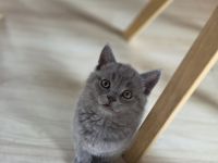 Bkh Kitten