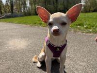Liebevolle Chihuahua-Hündin sucht ein neues Zuhause 🐾