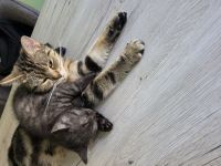 Bkh kitten männlich
