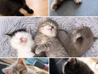Wunderschöne BKH kitten