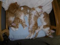 3 Mädchen Maine Coon Mix rot