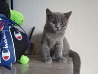 Zuckersüßes BKH Kitten in liebevolle Hände abzugeben