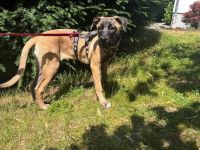 Kena sucht Malinois-Kenner