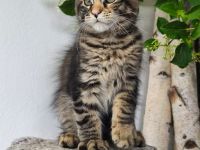 Maine Coon Mädel