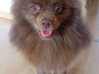 Pomeranian- Deckrüde- Stud Dog - Cão Reprodutor