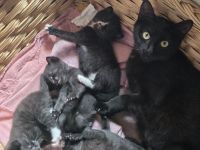 Katzenkinder abzugeben