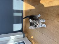BKH Kitten ab Anfang August in liebevolle Hände abzugeben 🐾