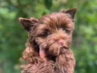 Yorkshire-Terrier Welpe (schoko)