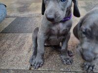 Weimaraner Hündin blau - Premiumzucht - Vom Gräfensteiner Adel