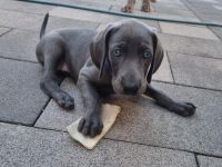 Weimaraner Hündin blau - Premiumzucht - Vom Gräfensteiner Adel