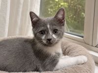 Süße Bkh-Ekh Kitten suchen ein neues Zuhause