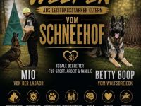 Schäferhund Welpen