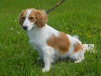 BUFFI, Sheltie Mischling (kastriert) SGB 625,00 €