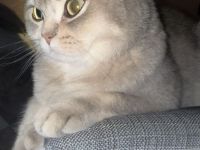 BKH Kater