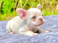 Französische Bulldoggen-Welpen zu verkaufen