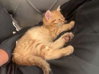 Kitten