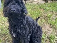 Shepadoodle - der besondere Doodle