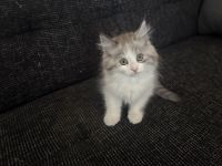 Süßer kleiner Bubi