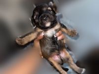 Juhu! Unsere 7 Jackapoo Welpen haben das Licht der Welt erblickt.