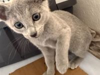 Abgabe in einer Woche Russisch Blau Kitten