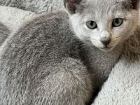 Wunderschöne Russisch Blau Kitten auch ab 21.07.26 ein neues Zuhause