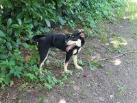süße Pinscher-Mix Welpen Hündin "Dara" sucht ein Zuhause