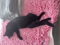 Lieber voller Kater