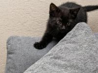 ein kleiner Bkh Kater sucht sein Zuhause auf Lebenszeit
