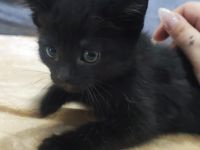 Unsere Bkh- Mix Kitten suchen ihr für immer Zuhause