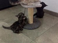 Drei zuckersüße BKH-Kitten (Jungs) suchen ein liebevolles Zuhause!