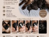 Siam Mix Kitten