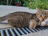 Getigertes Katerchen BKH-Mix