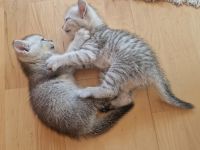 Katzenkinder BKH-Mix bereit zur Reservierung