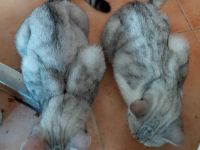 Noch 2 junge BKH Kater silver tabby suchen ein neues liebevolles Zuhause