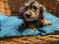 Süße Jack Russel mix Welpen