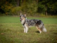 Border Collie Deckrüde