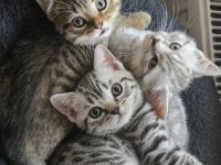 Noch 3 männliche reinrassige BKH Kitten suchen ein neues zu Hause auf Lebenszeit.