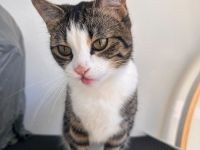 Hauskatze sucht neues zuhause
