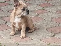 Französische Bulldogge